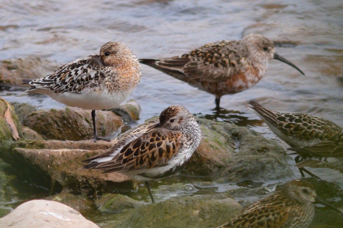 Sanderling - ML638493257