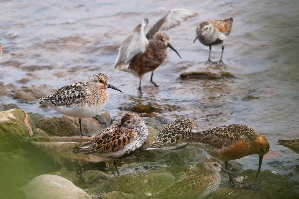 Sanderling - ML638493258
