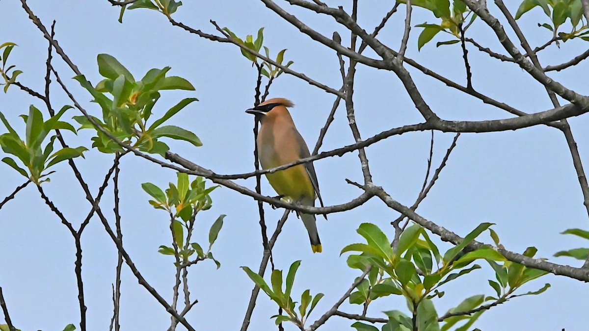 Zedernseidenschwanz - ML638493265