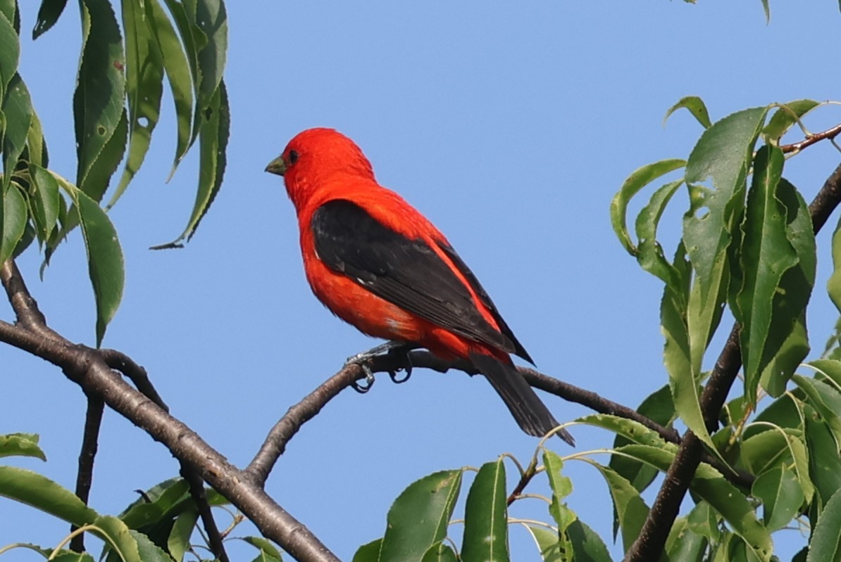 Scarlet Tanager - ML638493306