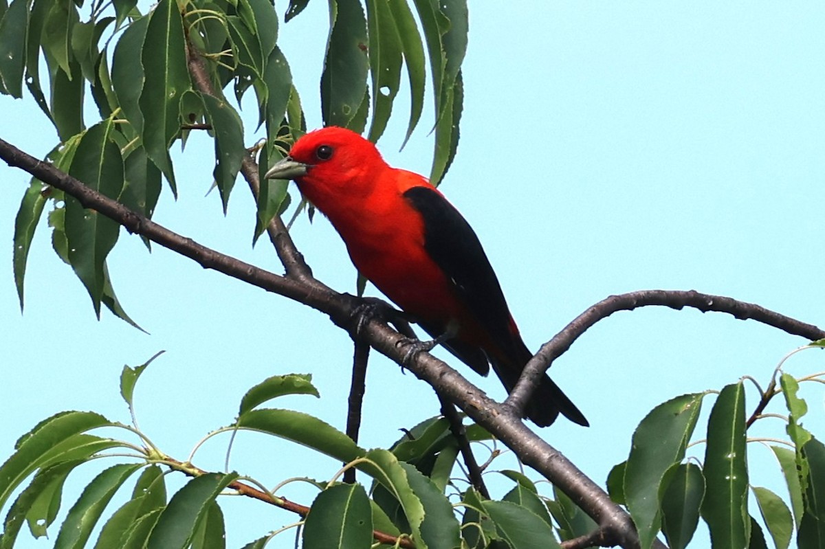Scarlet Tanager - ML638493307