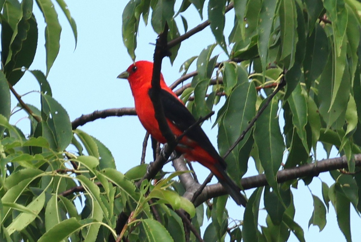 Scarlet Tanager - ML638493309