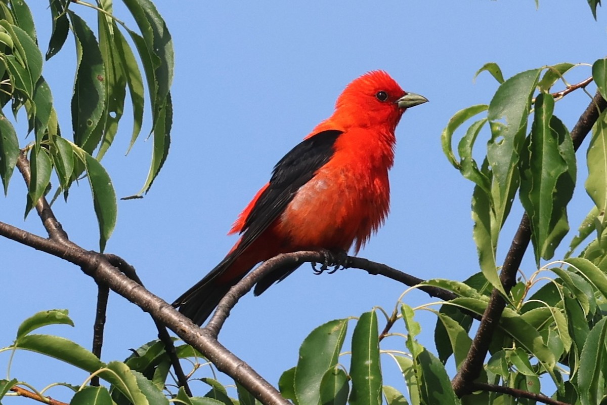 Scarlet Tanager - ML638493310