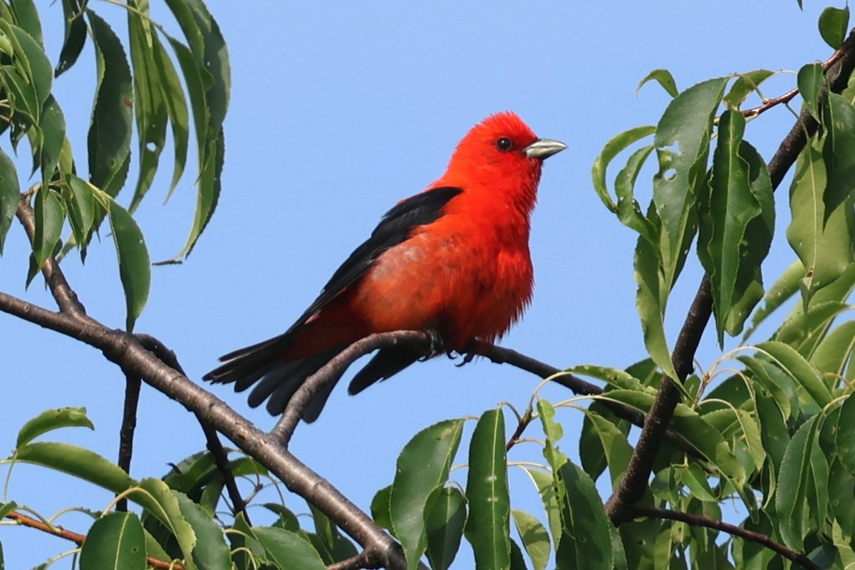 Scarlet Tanager - ML638493311