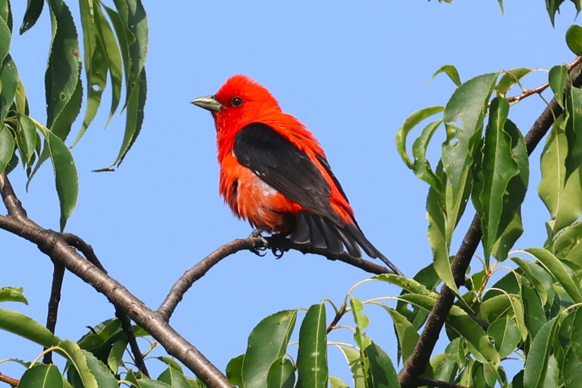 Scarlet Tanager - ML638493312