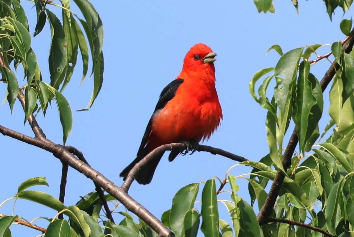 Scarlet Tanager - ML638493313