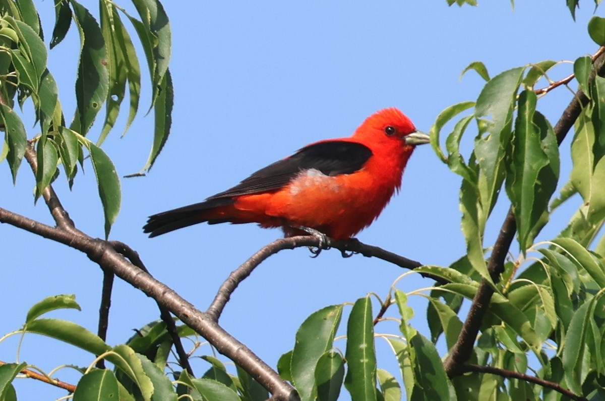 Scarlet Tanager - ML638493314