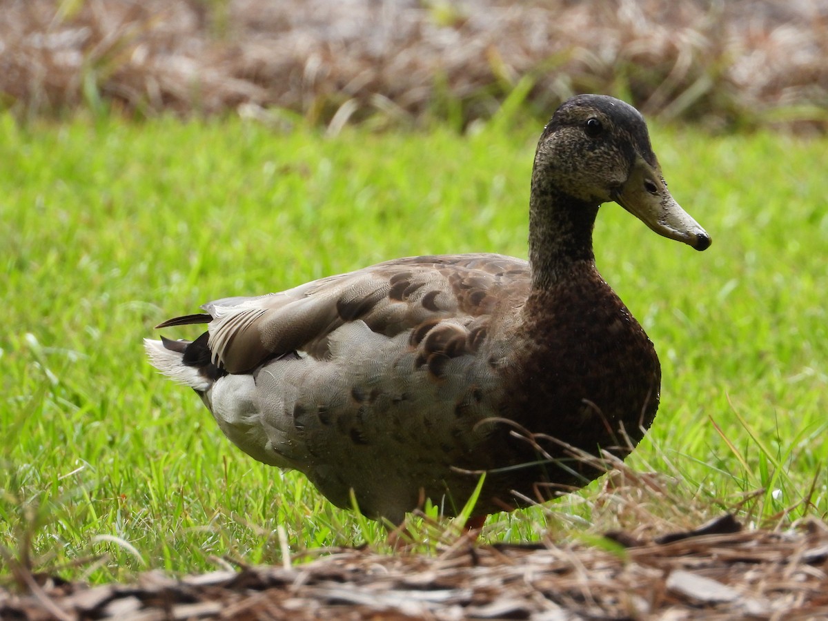 Mallard - ML638493317