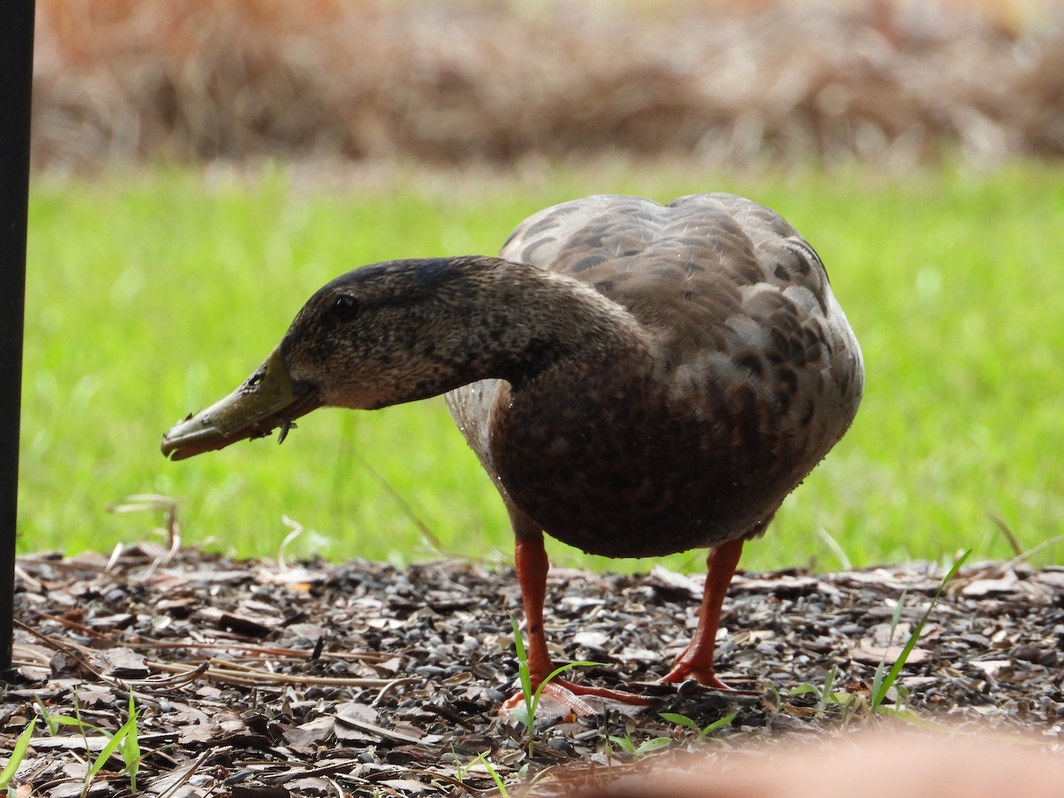 Mallard - ML638493318