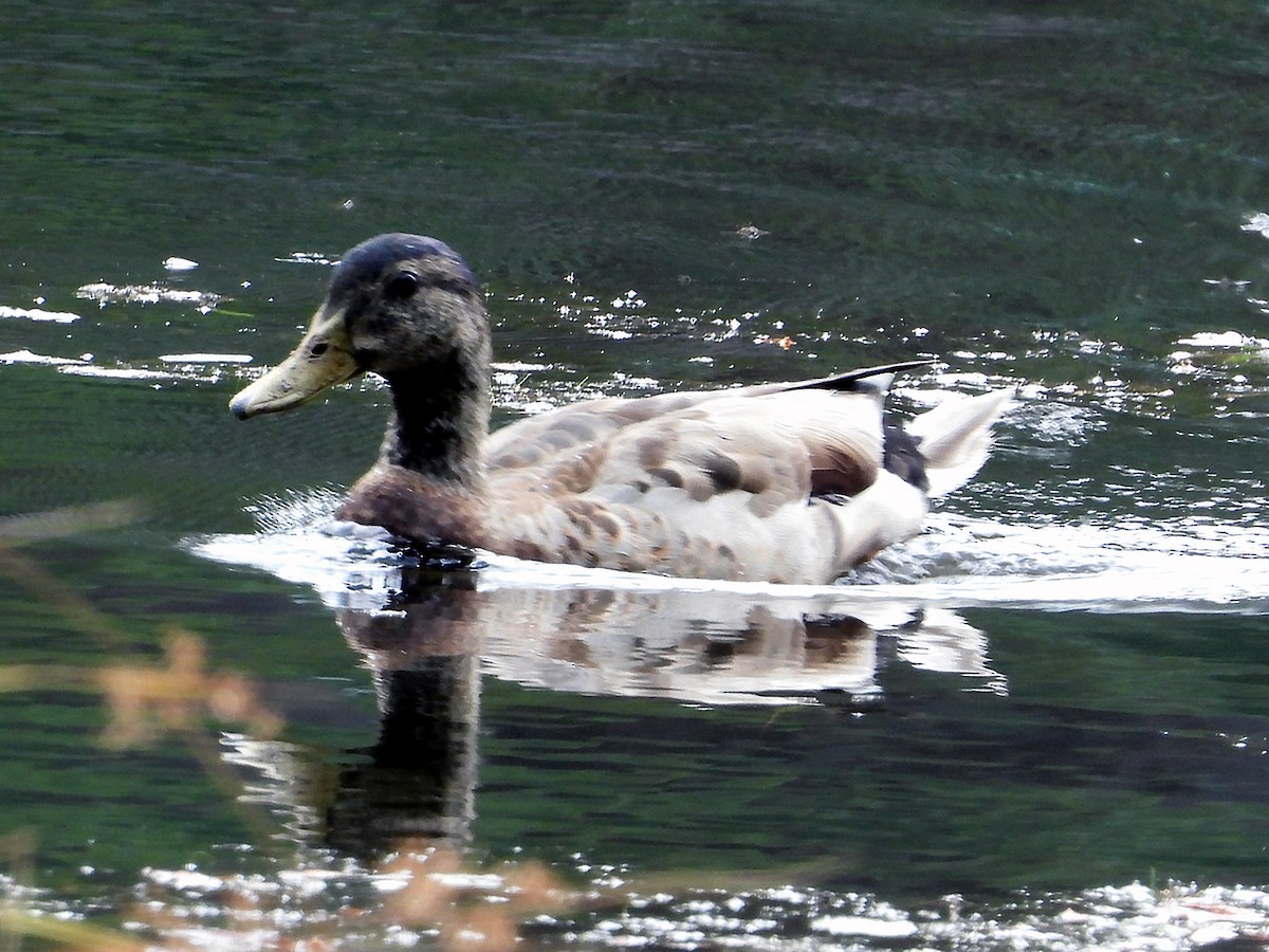 Mallard - ML638493319