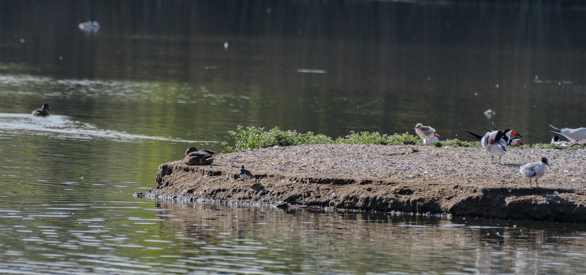 Mallard - ML638493321