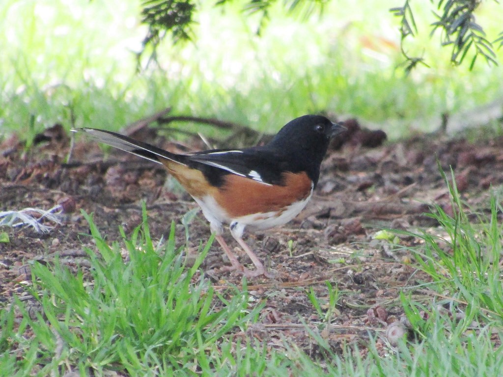 Eastern Towhee - ML638493373