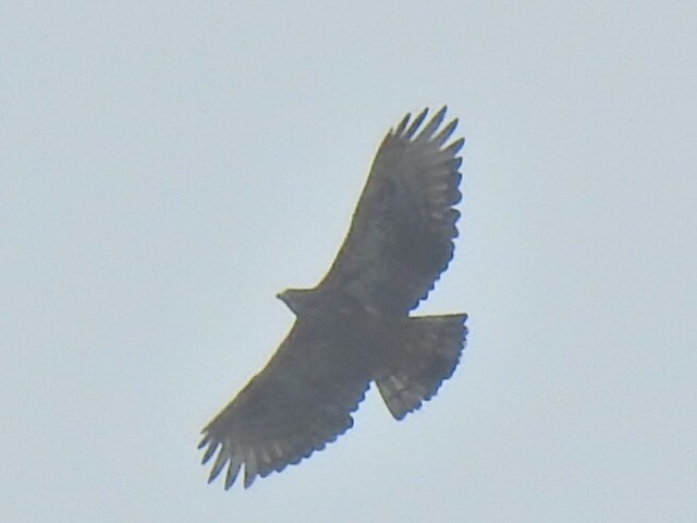 Black-and-chestnut Eagle - ML638493525