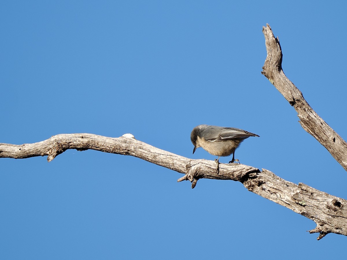 Pygmy Nuthatch - ML638493530