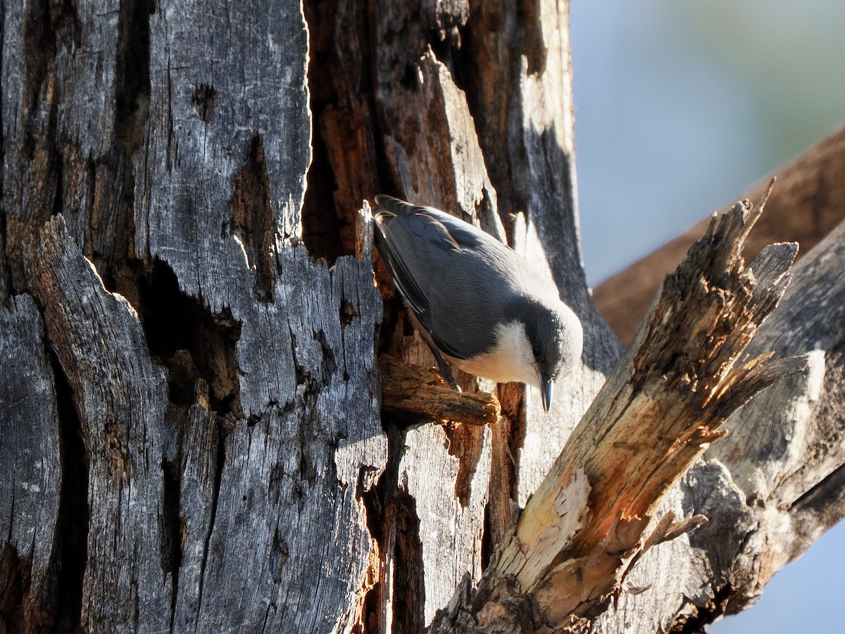 Pygmy Nuthatch - ML638493531