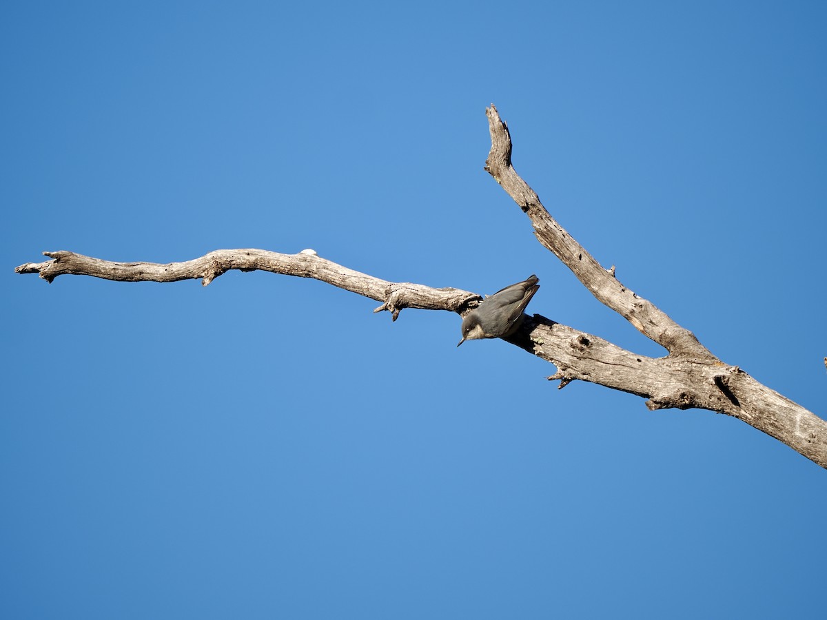 Pygmy Nuthatch - ML638493532