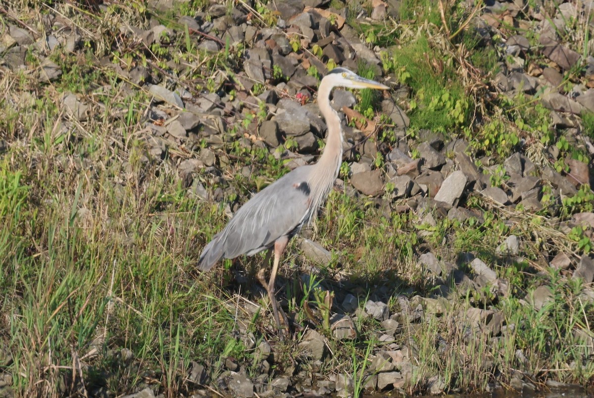 Great Blue Heron - ML638493536