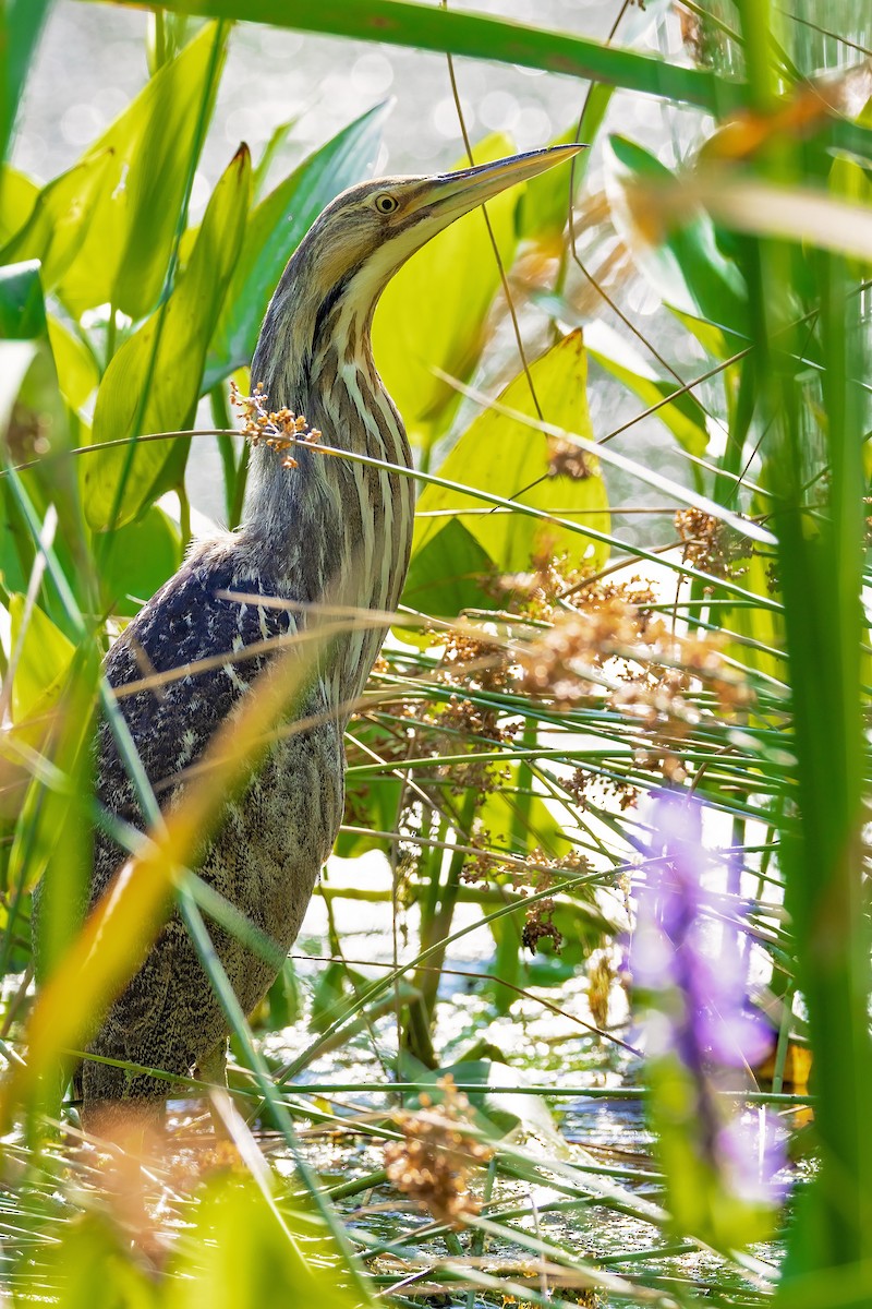 American Bittern - ML638493539