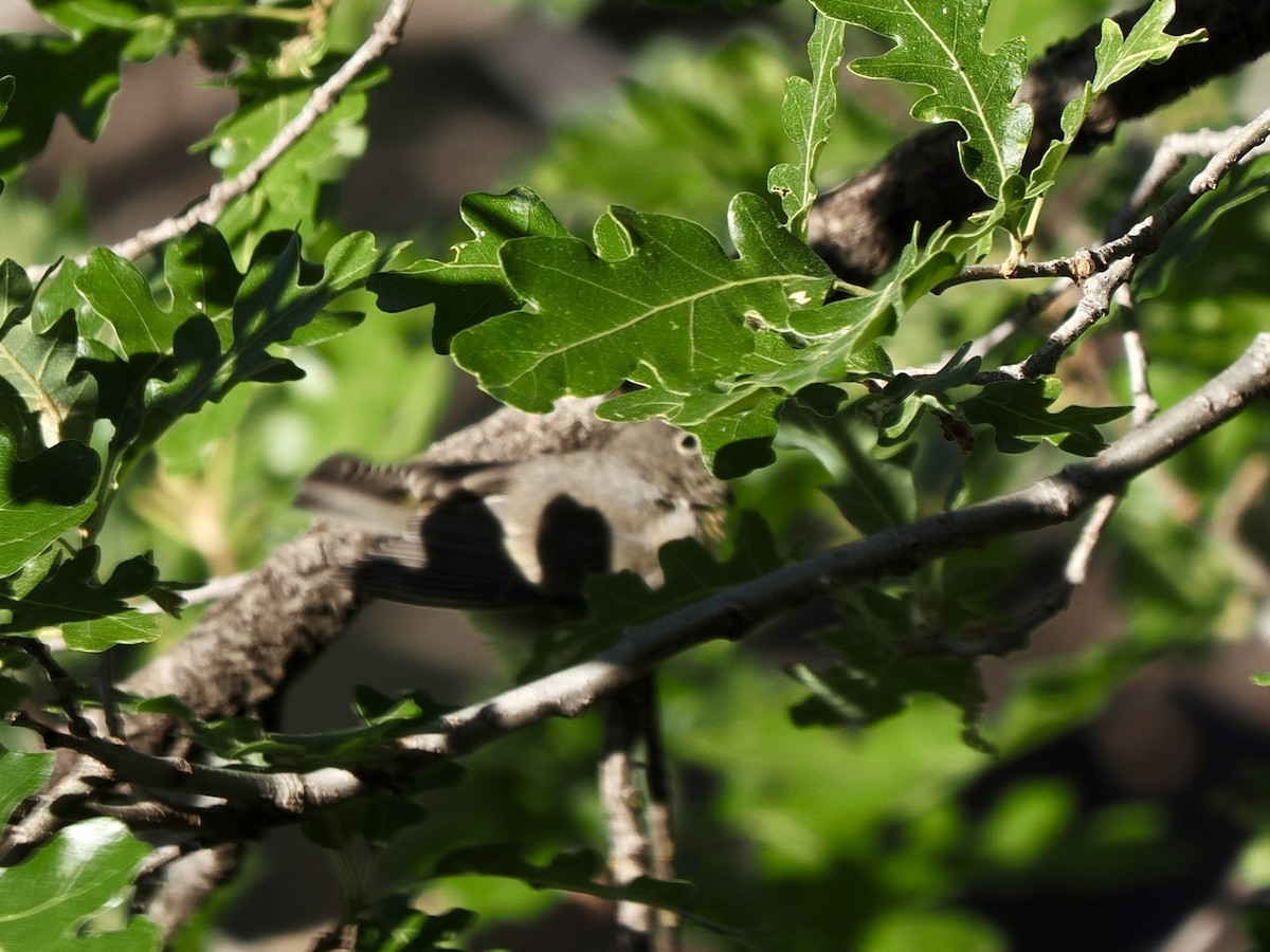 Virginia's Warbler - ML638493556