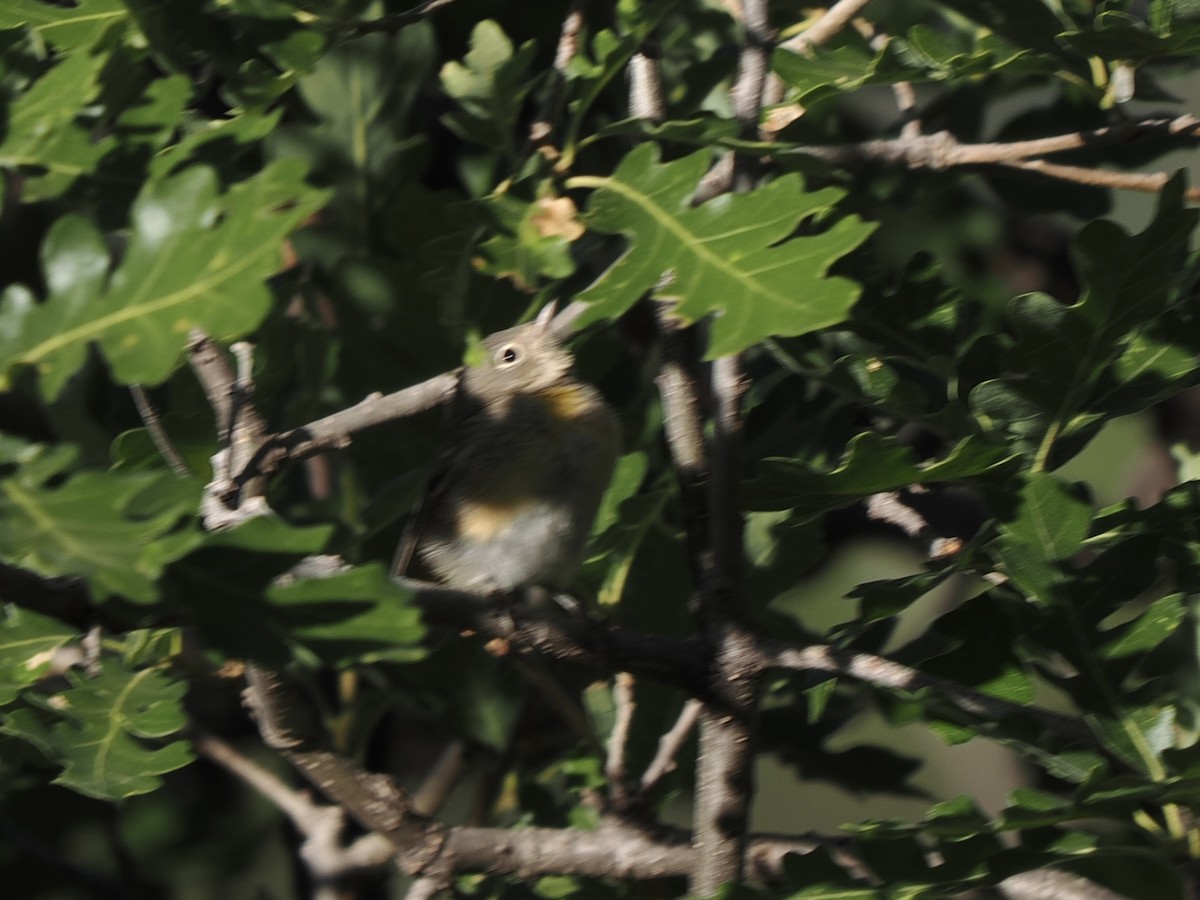 Virginia's Warbler - ML638493557