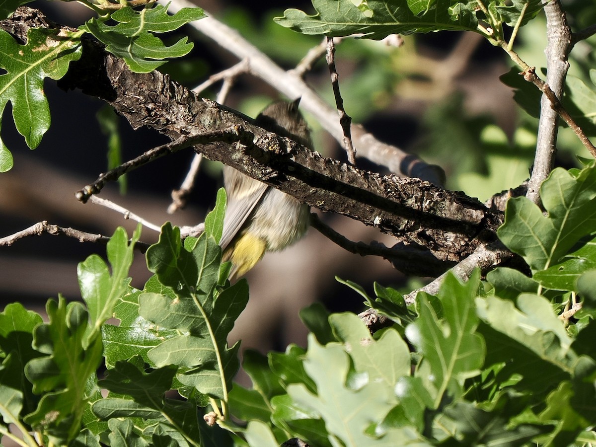 Virginia's Warbler - ML638493558