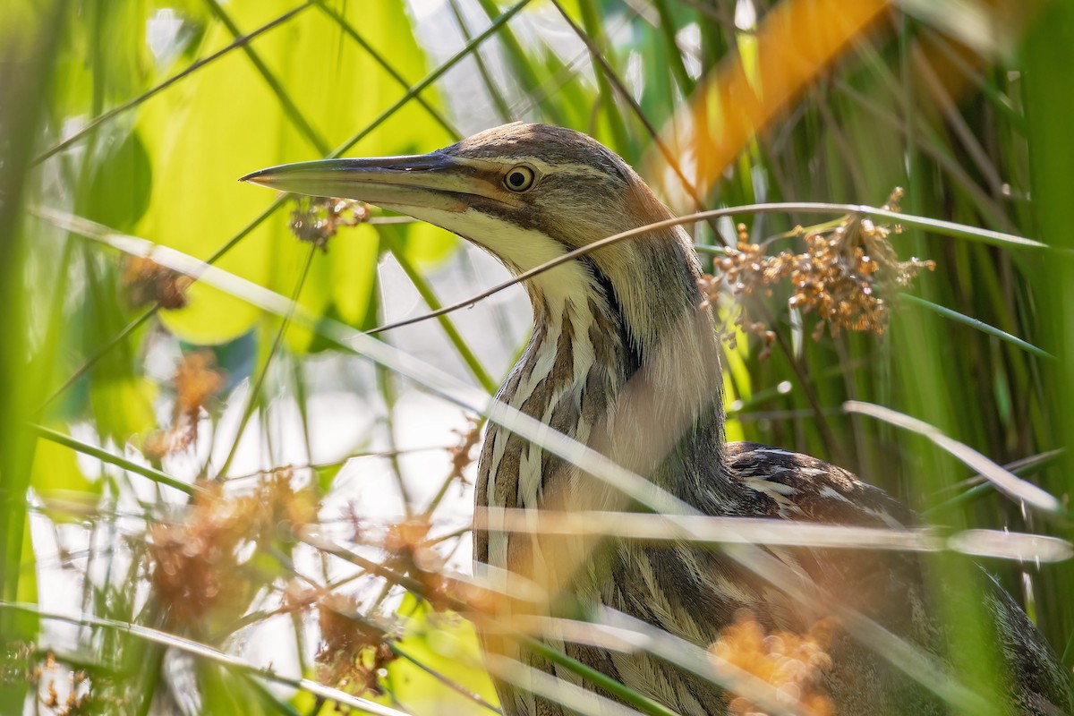 American Bittern - ML638493574