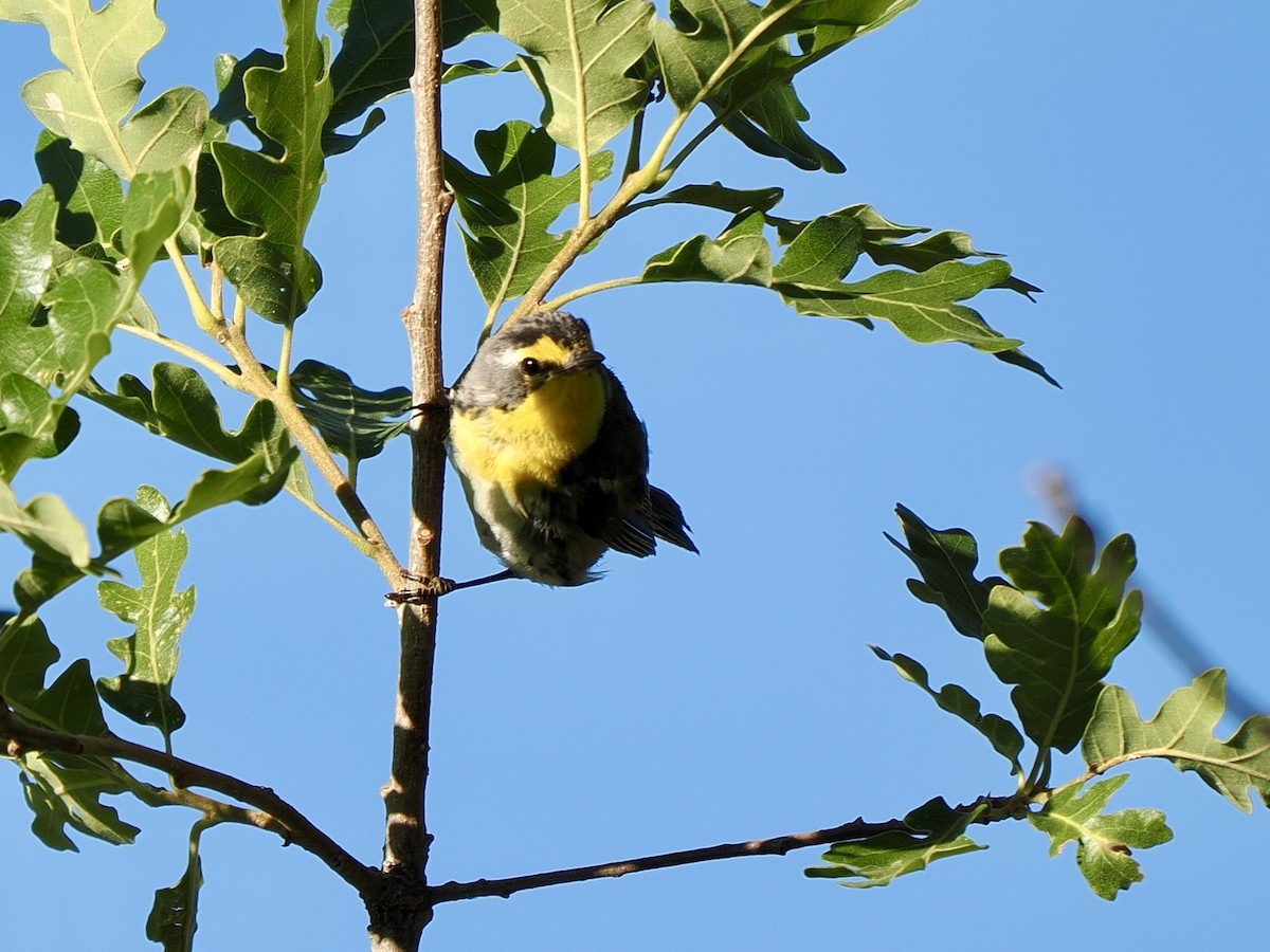 Grace's Warbler - ML638493576
