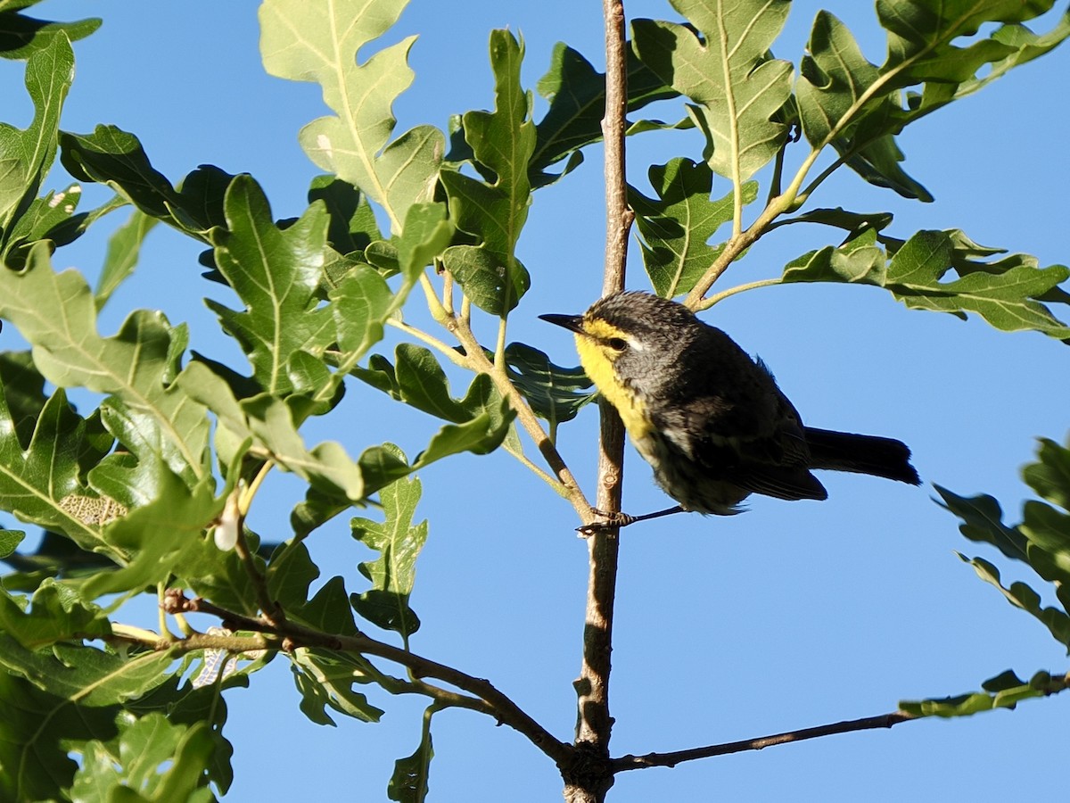 Grace's Warbler - ML638493577