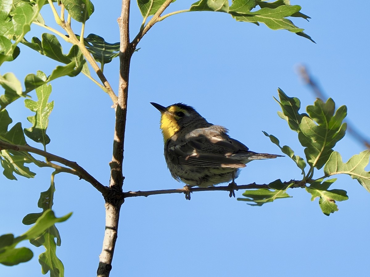 Grace's Warbler - ML638493578