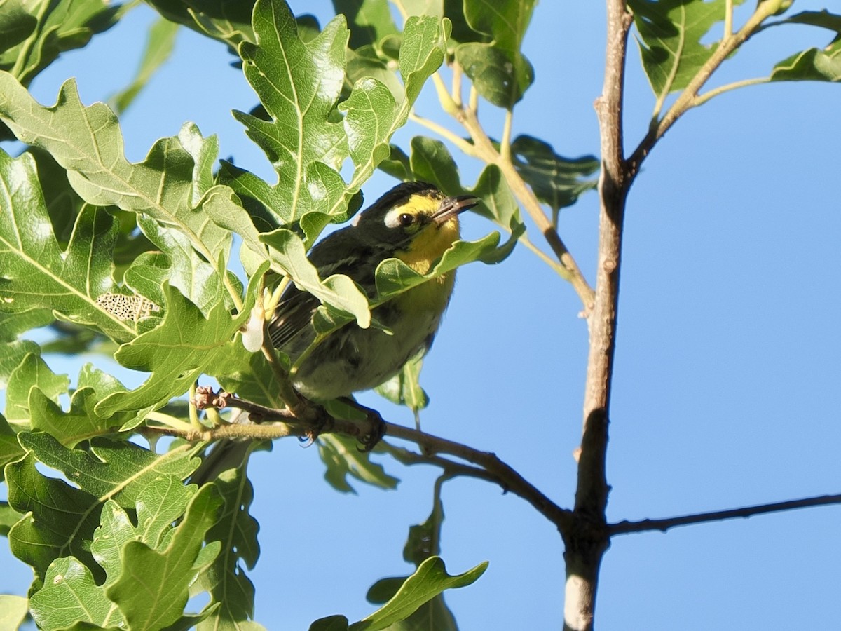 Grace's Warbler - ML638493579