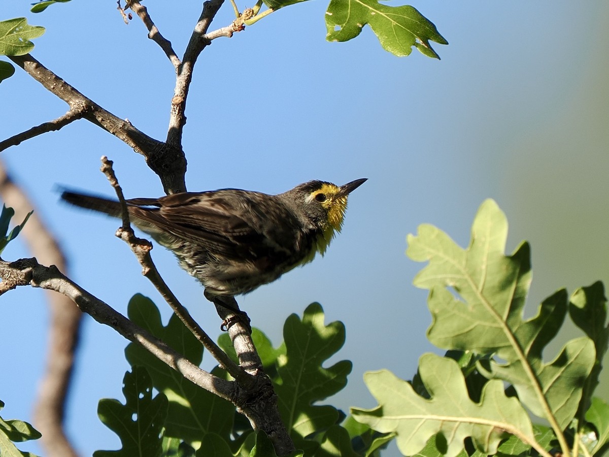 Grace's Warbler - ML638493580