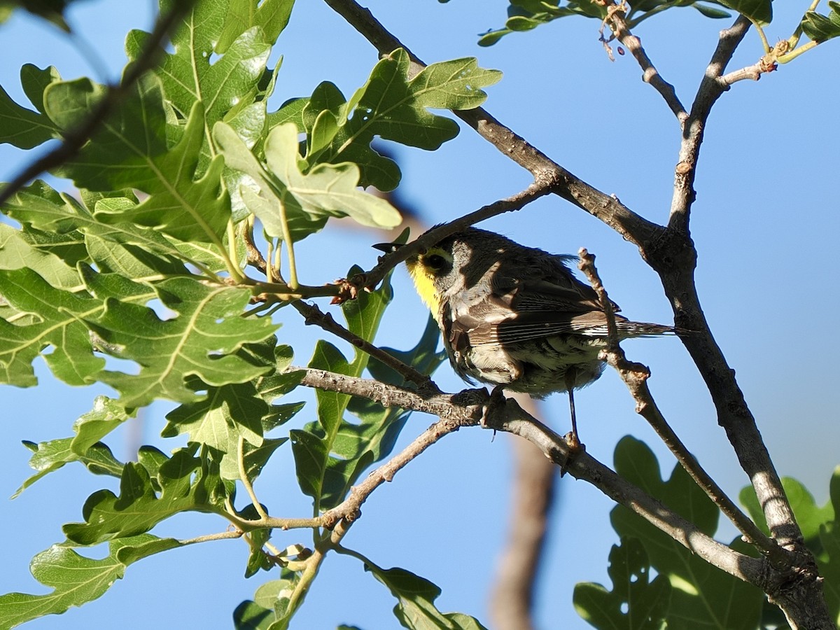 Grace's Warbler - ML638493581