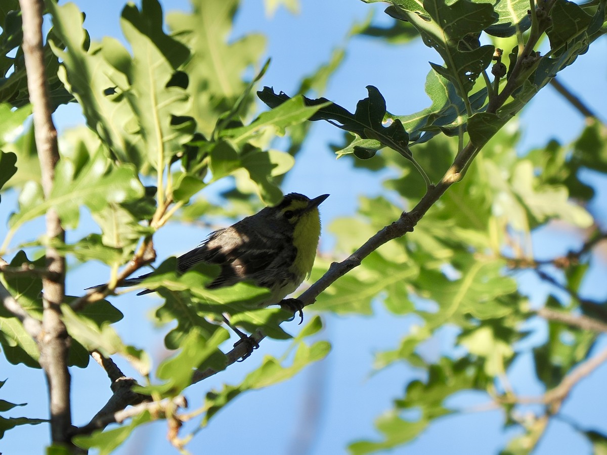 Grace's Warbler - ML638493582