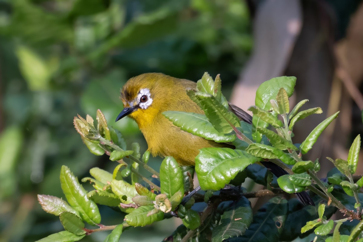 Kilimanjaro White-eye - ML638493585