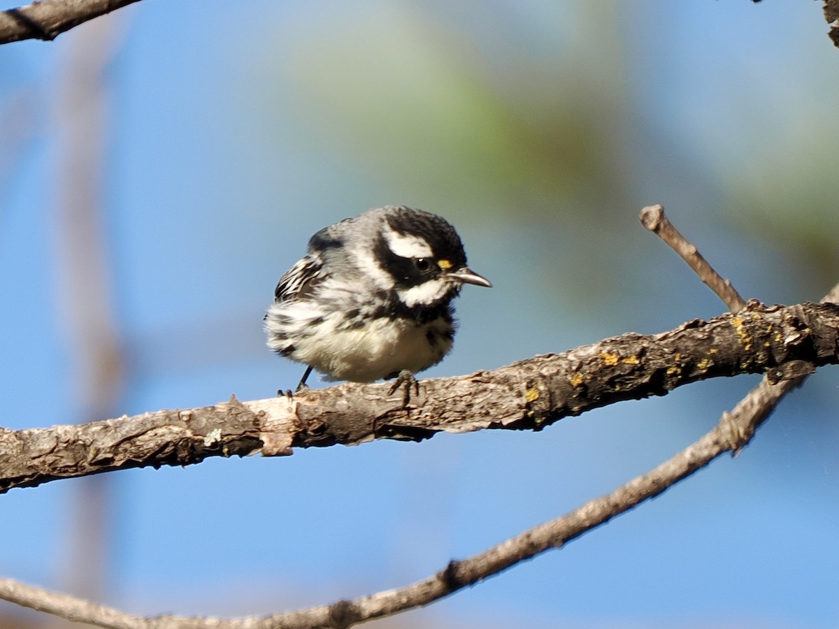 Black-throated Gray Warbler - ML638493599