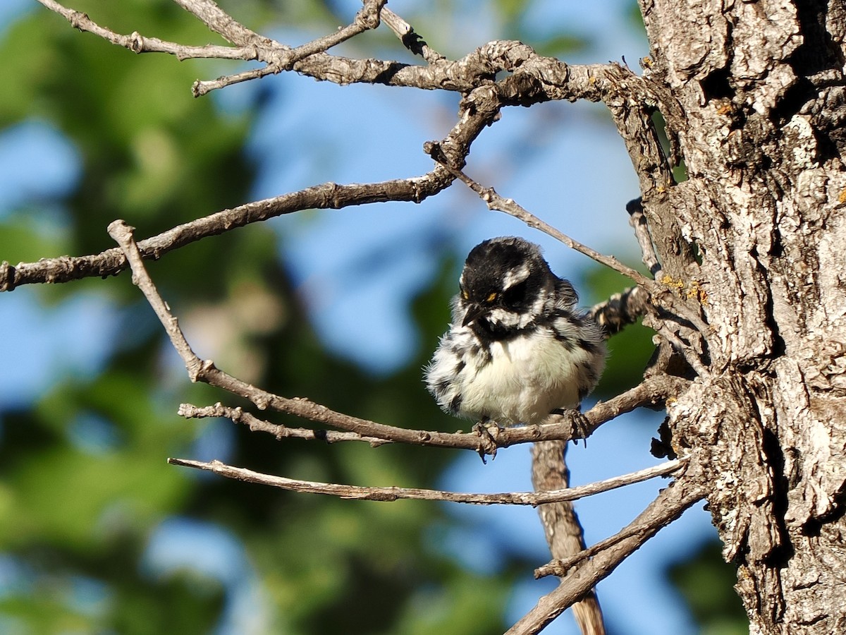 Black-throated Gray Warbler - ML638493600