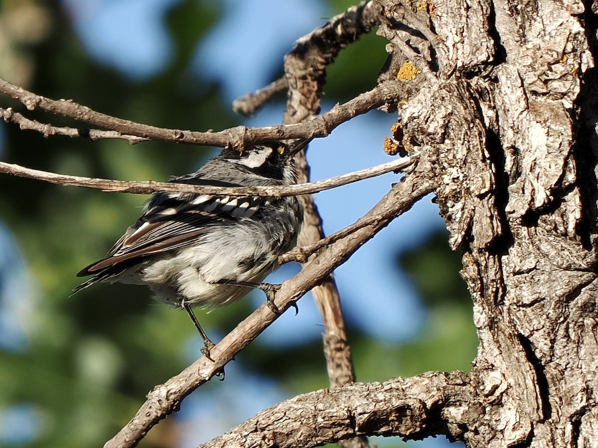 Black-throated Gray Warbler - ML638493601