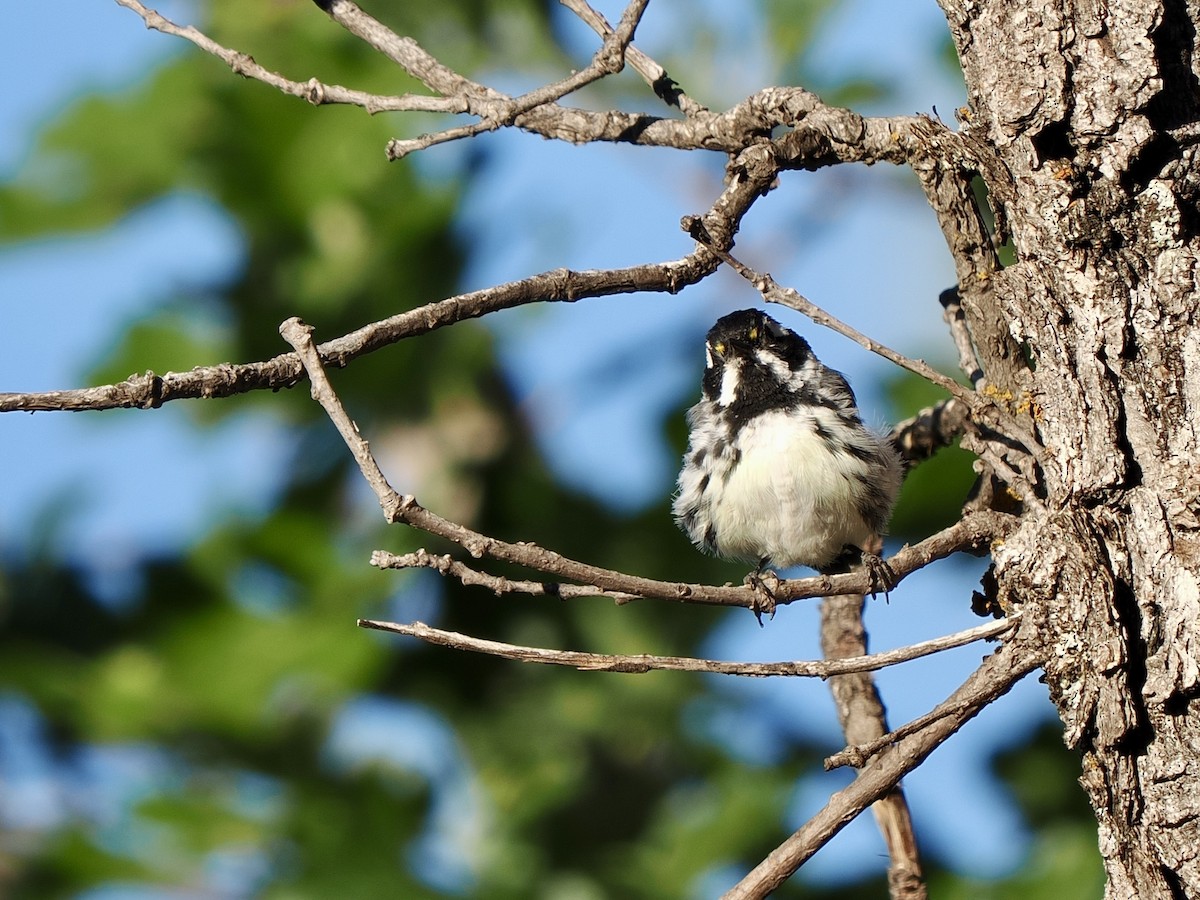 Black-throated Gray Warbler - ML638493602