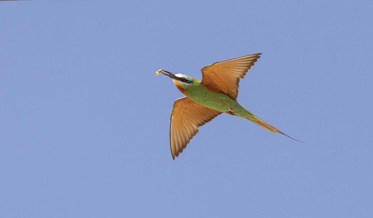 Blue-cheeked Bee-eater - ML638493627