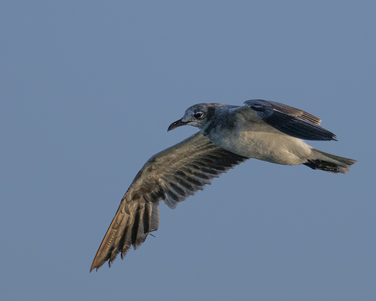 Laughing Gull - ML638493631