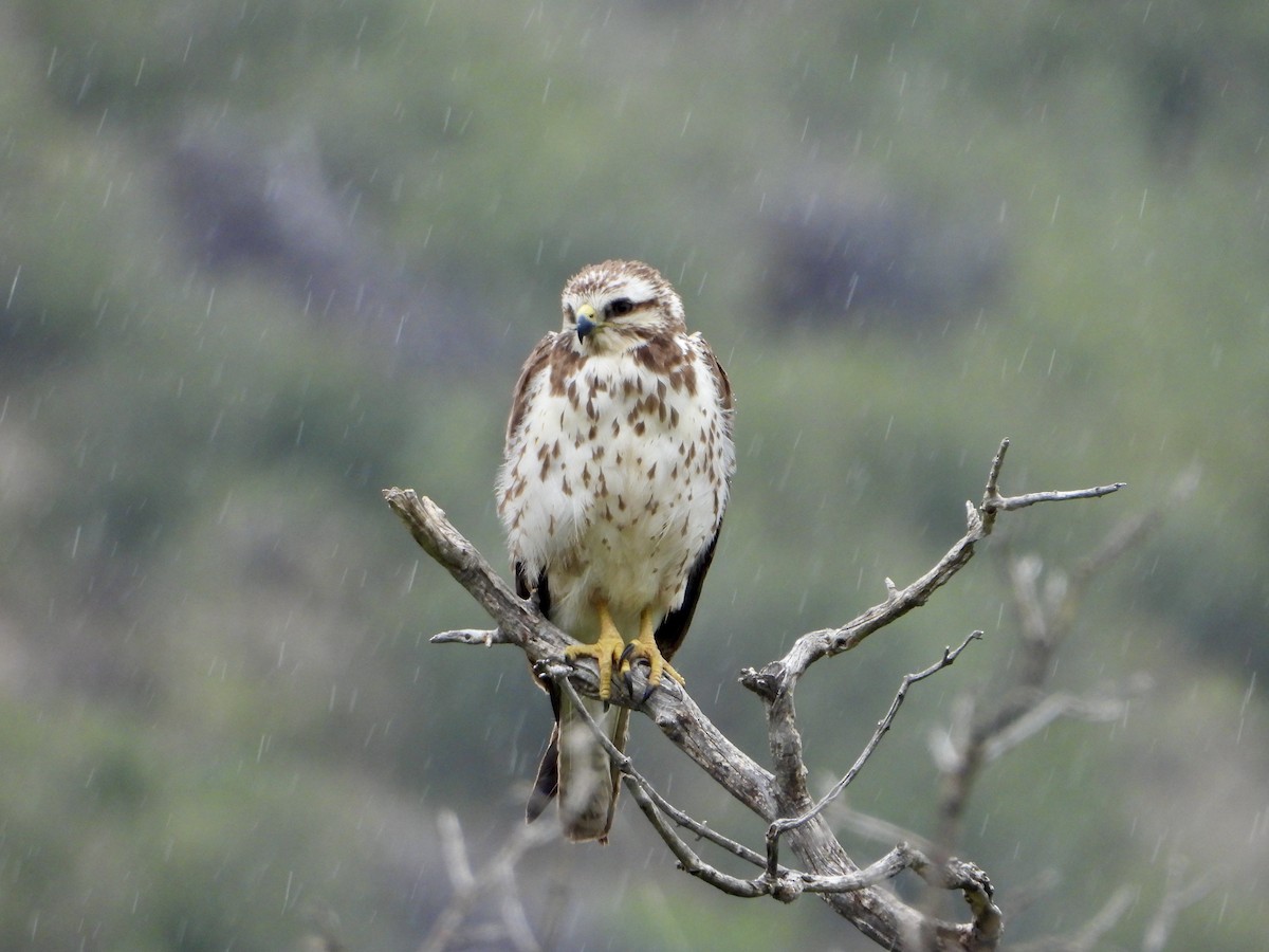 Buteo sp. - ML638493632