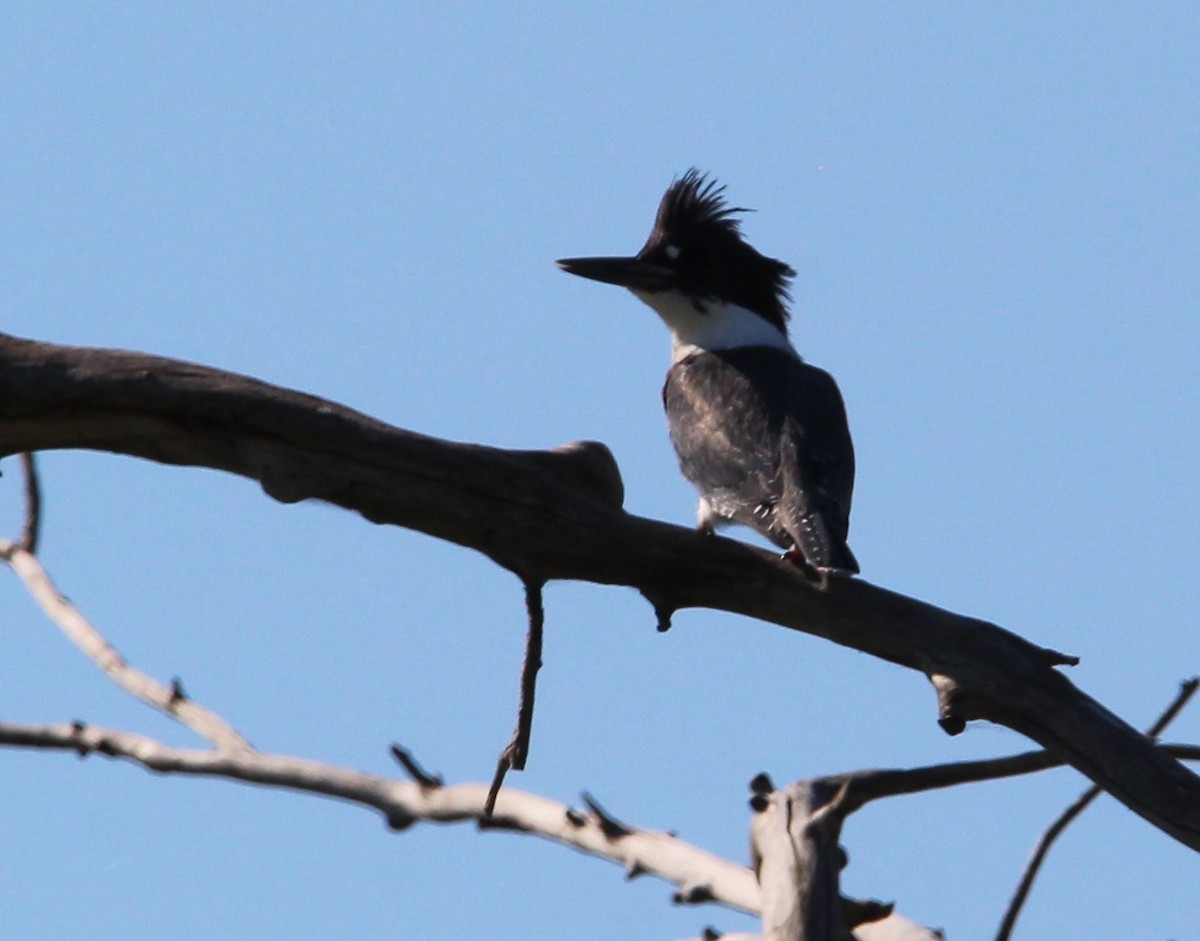 Belted Kingfisher - ML638493639