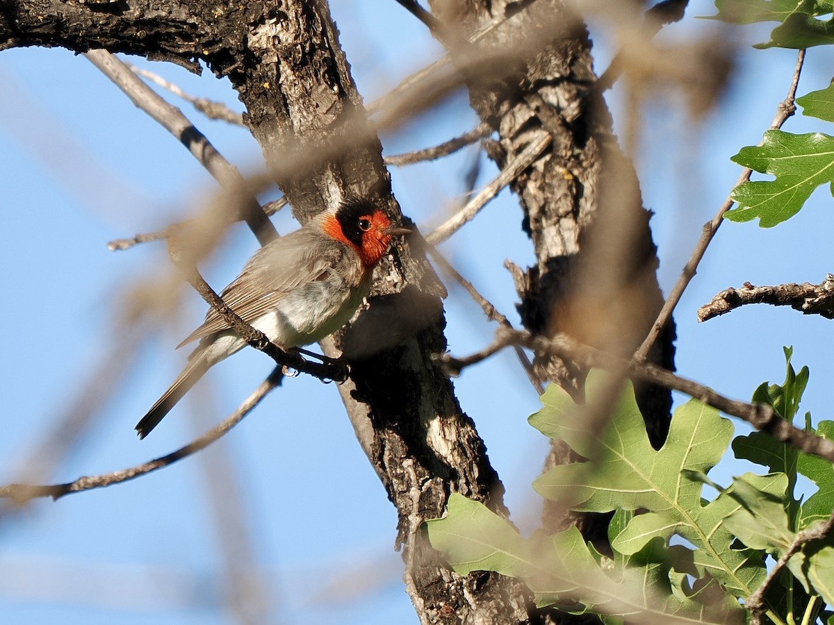 Red-faced Warbler - ML638493642