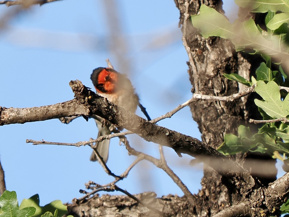 Red-faced Warbler - ML638493643
