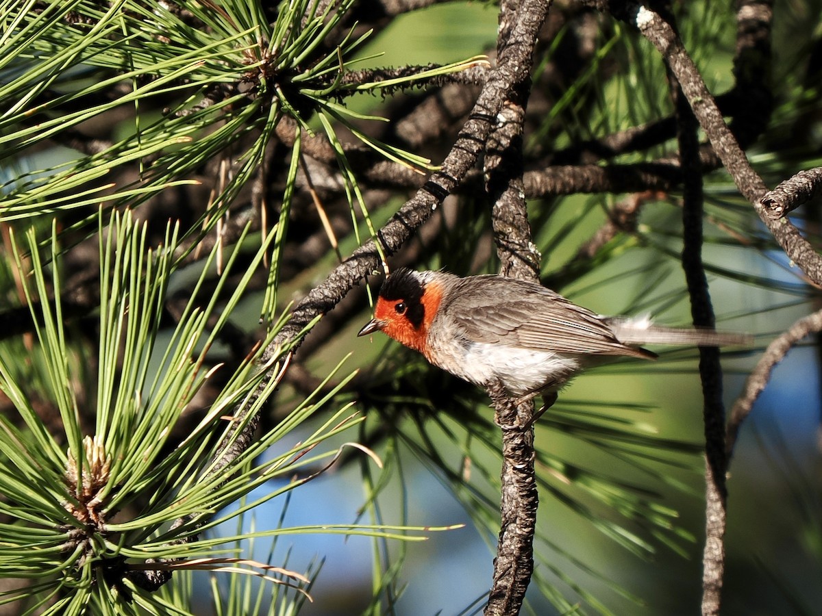 Red-faced Warbler - ML638493644