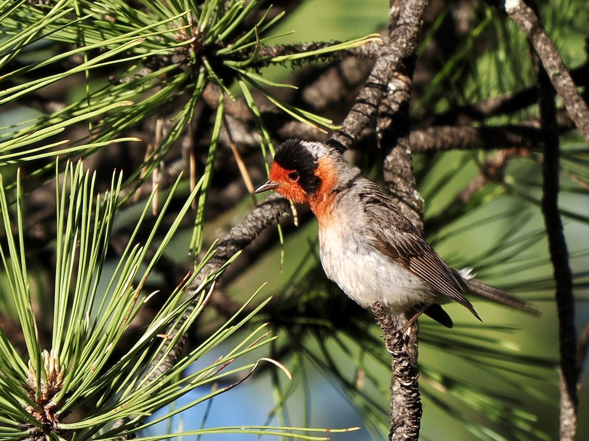 Red-faced Warbler - ML638493645