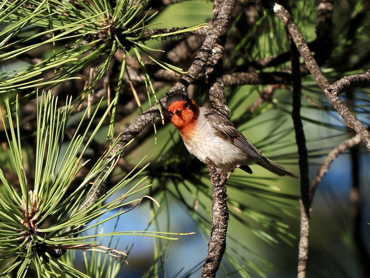 Red-faced Warbler - ML638493646