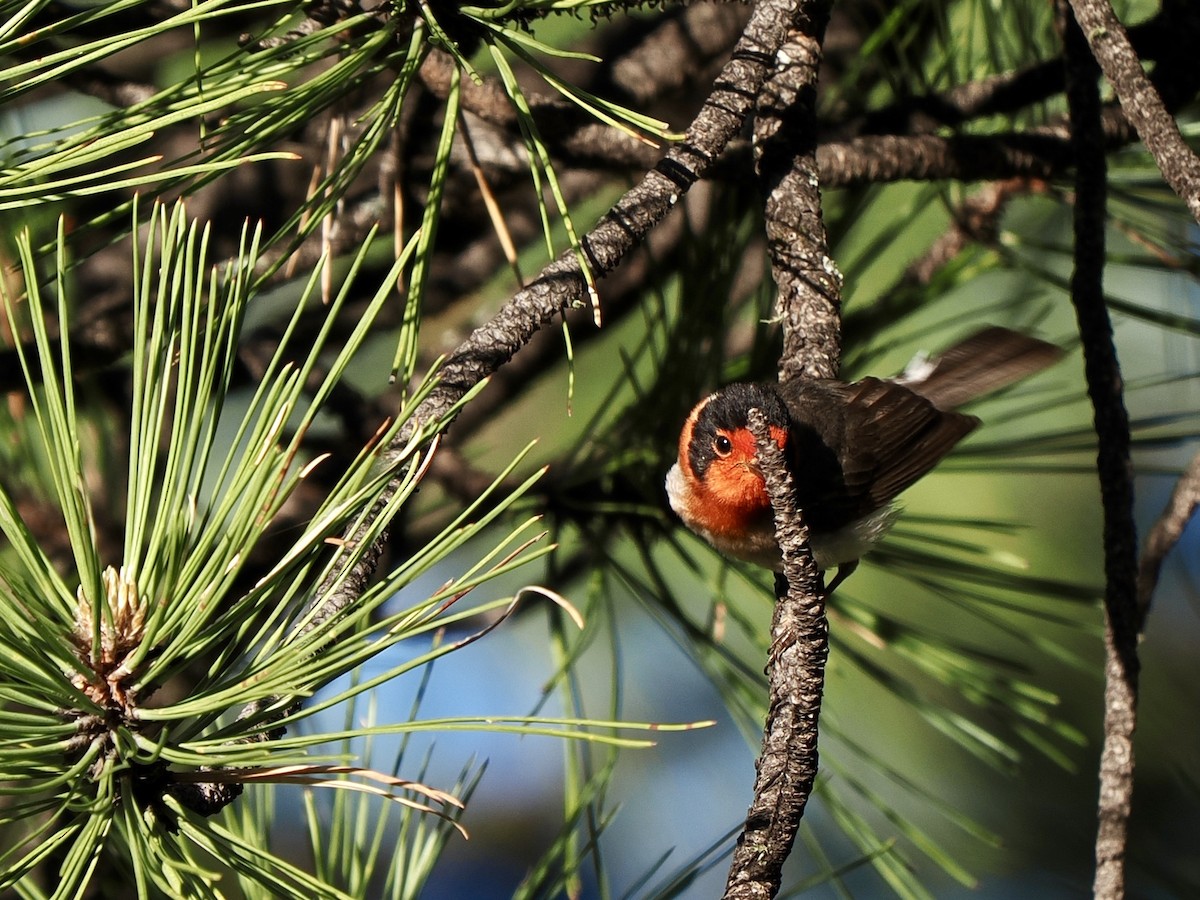 Red-faced Warbler - ML638493647