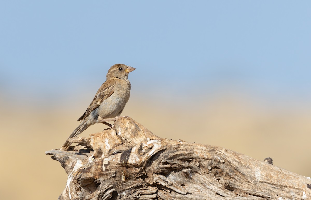 House Sparrow - ML638493653