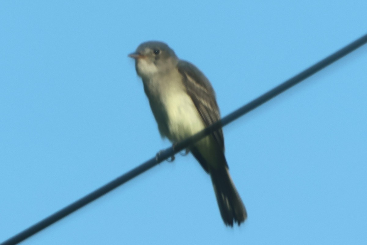 Eastern Wood-Pewee - ML638493659